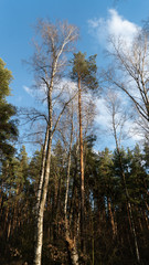 spring nature trees blooming flowers pine lake Russia middle lane water reservoir gardens sky clouds