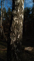 spring nature trees blooming flowers pine lake Russia middle lane water reservoir gardens sky clouds
