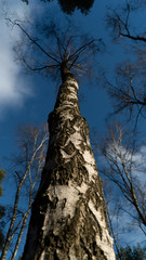 spring nature trees blooming flowers pine lake Russia middle lane water reservoir gardens sky clouds