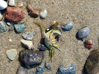 Carcinus maenas