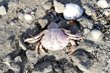 Carcinus maenas