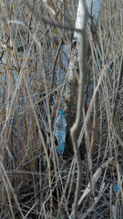 spring nature trees blooming flowers pine lake Russia middle lane water reservoir gardens sky clouds