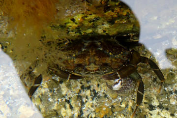 Carcinus maenas