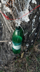 spring nature trees blooming flowers pine lake Russia middle lane water reservoir gardens sky clouds