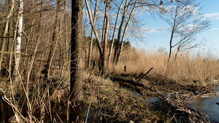 spring nature trees blooming flowers pine lake Russia middle lane water reservoir gardens sky clouds