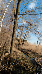 spring nature trees blooming flowers pine lake Russia middle lane water reservoir gardens sky clouds