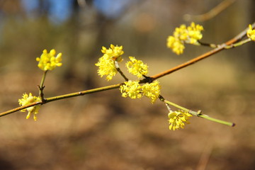 yellow flowers on a branch