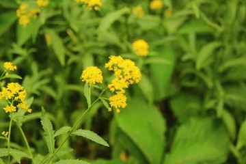 yellow flowers