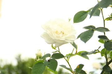 white rose on white background