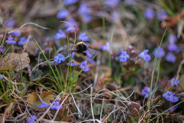 Glechoma hederacea. Nepeta glechoma Benth., Nepeta hederacea  is an aromatic, perennial, evergreen...
