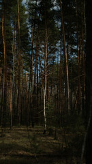 spring nature trees blooming flowers pine lake Russia middle lane water reservoir gardens sky clouds