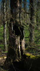 spring nature trees blooming flowers pine lake Russia middle lane water reservoir gardens sky clouds