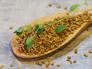 and a green branch of the medicinal plant fenugreek in a wooden spoon on a wooden stand closeup. Natural shambala herbs and grains for use in alternative medicine.
