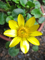 King cup flower　リュウキンカ　立金花