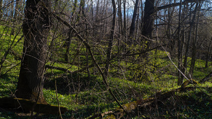 spring nature trees blooming flowers pine lake Russia middle lane water reservoir gardens sky clouds