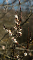 spring nature trees blooming flowers pine lake Russia middle lane water reservoir gardens sky clouds