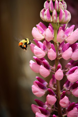 Honey bee extracting pollen from a pink lupine with a blurred background