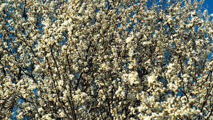 spring nature trees blooming flowers pine lake Russia middle lane water reservoir gardens sky clouds