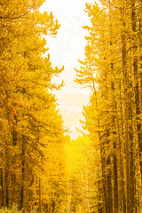 Bright yellow forest of  trees in the mountains.