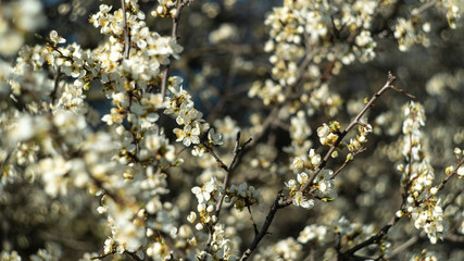 spring nature trees blooming flowers pine lake Russia middle lane water reservoir gardens sky clouds