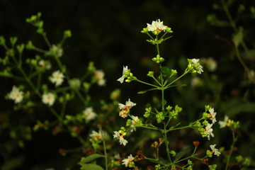 Fototapeta premium Flowers at night