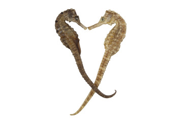 Two seahorses isolated on white background © Valerii Evlakhov