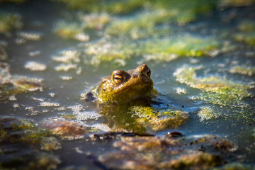 common toad - (Bufo bufo), Czech Republic