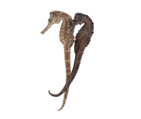 Two seahorses isolated on white background