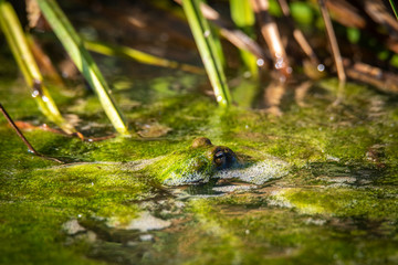 common toad - (Bufo bufo), Czech Republic