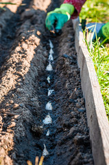 The process of planting garlic in a small home garden. Vertical photograph.