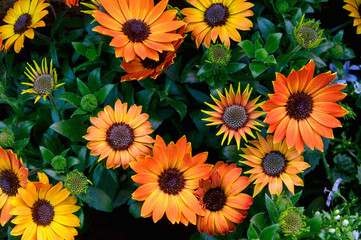 Beautiful yellow gerber daisy close-up. Delicate yellow spring gerbera flower.