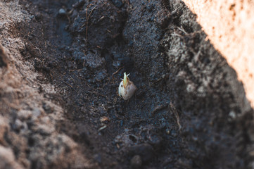 A sprouting clove of garlic in moist soil on a garden bed.