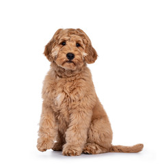 Cute 4 months young Labradoodle dog, sitting side ways with one paw lifted. Looking at camera with shiny eyes. Isolated on white background.