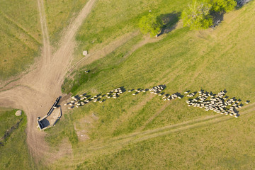 Aerial view of flock of sheep on pasture
