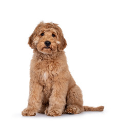 Cute 4 months young Labradoodle dog, sitting side ways. Looking at camera with shiny eyes. Isolated...