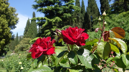 Fototapeta na wymiar Red roses with green leaves on a background of green trees and blue sky