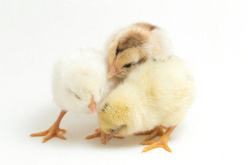 three newborn yellow brown Chick Ayam Kampung is the chicken breed reported from Indonesia. `free-range chicken` or literally `village chicken`Gallus domesticus. isolated on white © dwi