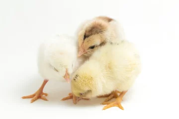 Deurstickers three newborn yellow brown Chick Ayam Kampung is the chicken breed reported from Indonesia. `free-range chicken` or literally `village chicken`Gallus domesticus. isolated on white © dwi