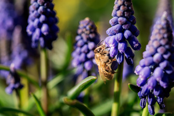 Muscari or mouse hyacinth close-up. Spring flower in selective focus. Bee on a flower
