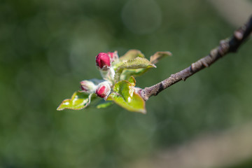Blüte am Apfelbaum 