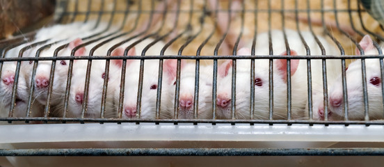 laboratory rat looking scared trapped in a cage