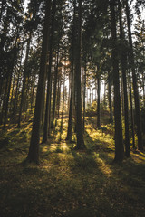 sun rays in the forest