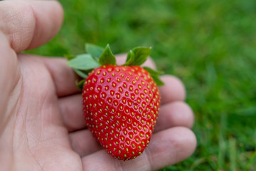 Rote Erdbeere nach ernte in der Hand