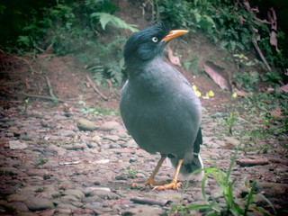  Acridotheres javanicus bird species which is part of the starling family.