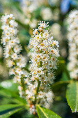 kirschlorbeer mit weissen Blüten - lorbeerkirsche