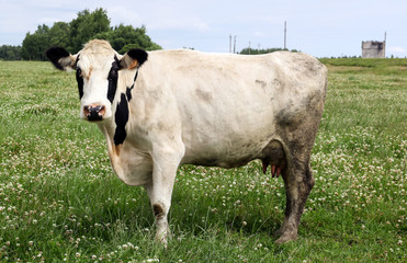 a scruffy cow stands on a green meadow.
