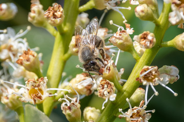 Biene auf Blüte
