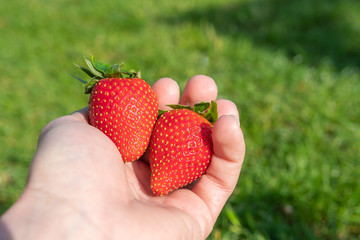 Erdbeeren in der Hand nach ernte