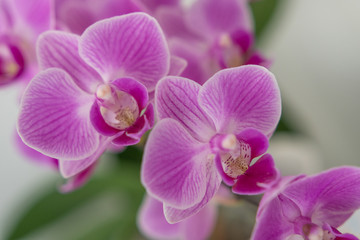 Naklejka na ściany i meble Orchideen Nahaufnahme der Blüten