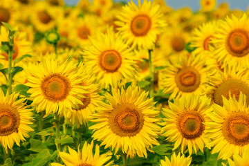 field of blooming sunflowers on a background sunset